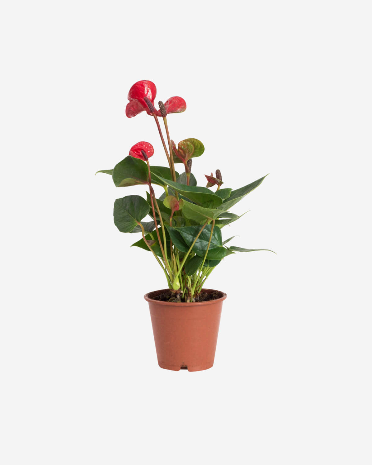 Anthurium Plant