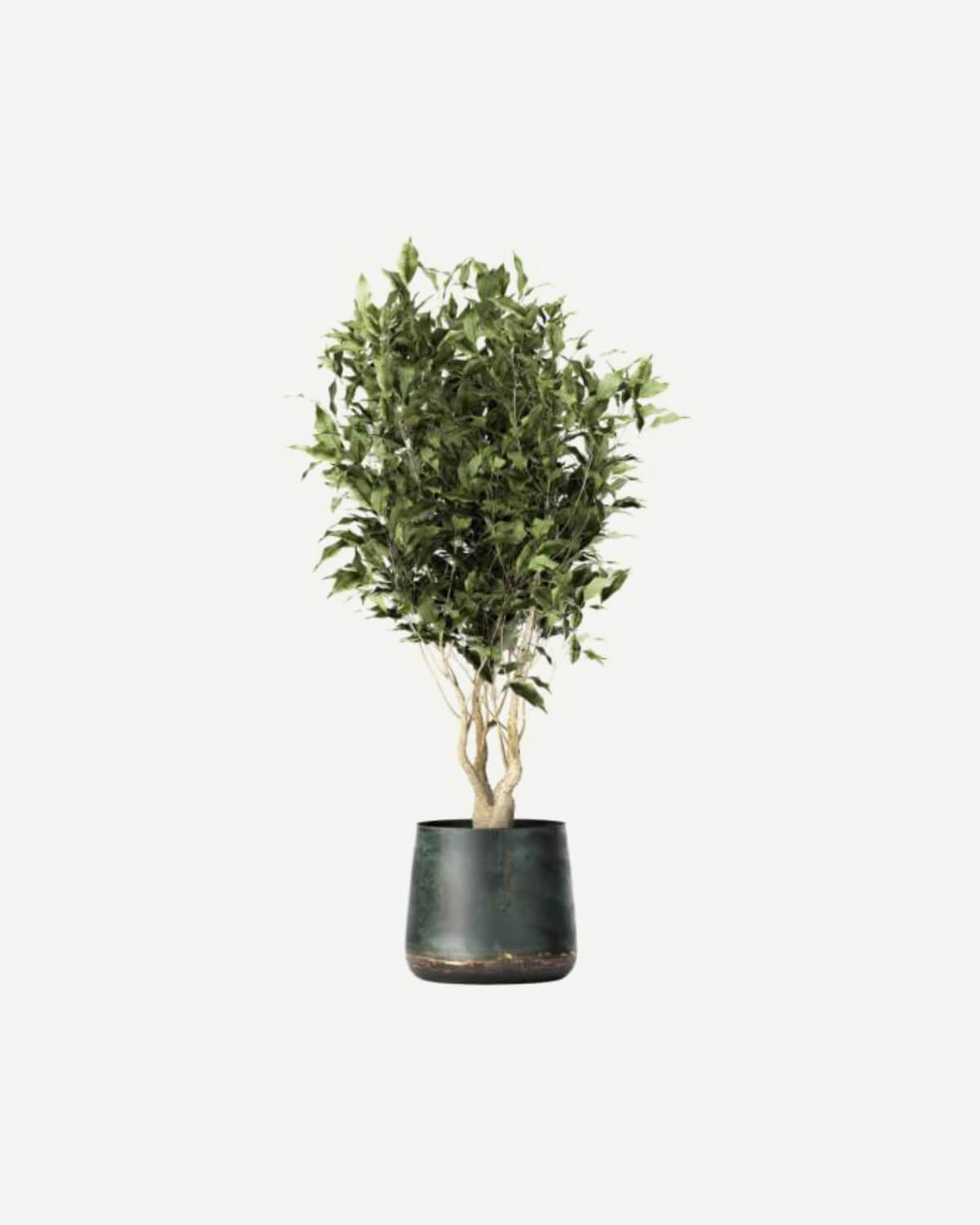 Ficus Benjamina Tree