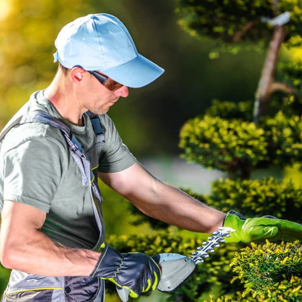 Greencraft Tree Trimming Service